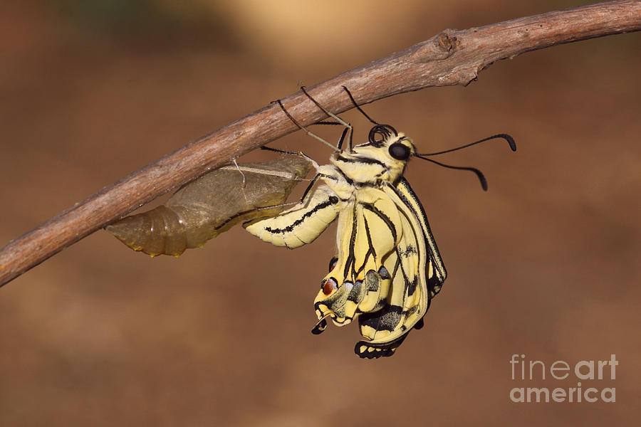 Swallowtail Butterfly Emerging From Cocoon Photograph by Alon Meir