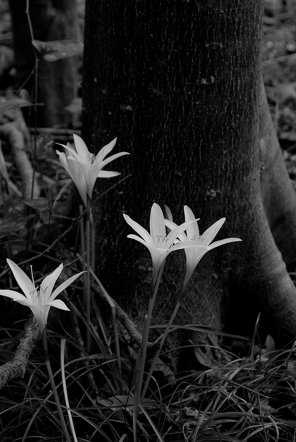 Swamp lilies #4 Photograph by David Campione