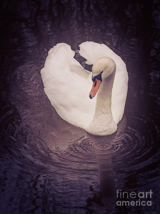 D90 Photograph - Swan by Mariusz Talarek