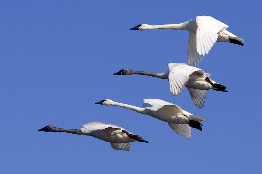 Bird Photograph - 4 Swans in Flight by Laurie With