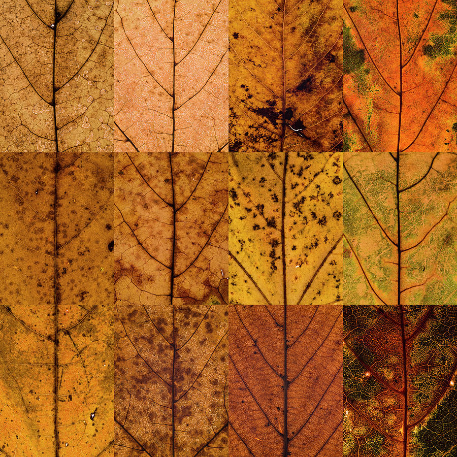 Swatches - Autumn Leaves inspired by Gerhard Richter #1 Photograph by Shankar Adiseshan