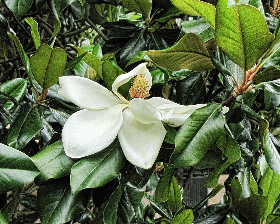 Sweet Magnolia #4 Photograph by John Freidenberg