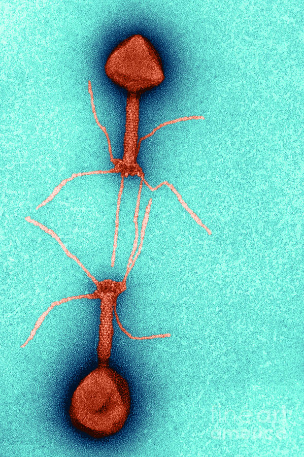 T4 Bacteriophages, Tem #4 Photograph by Lee D. Simon