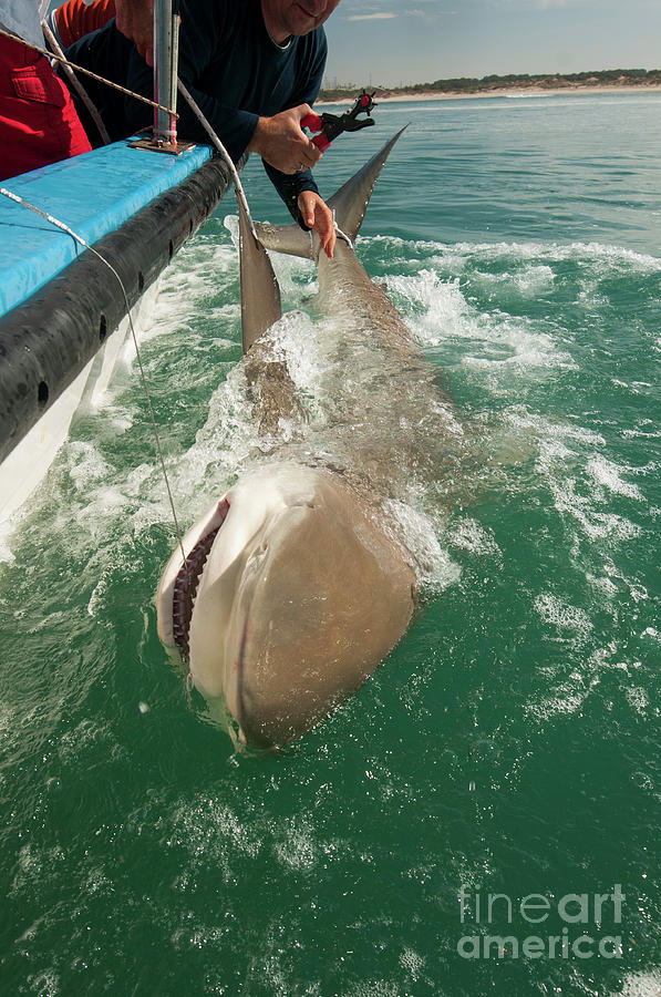 tagging a sandbar shark Carcharhinus plumbeus #4 Photograph by Hagai Nativ