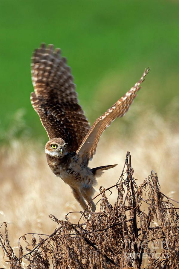 Owl Take Flight Photograph by Michael Dawson