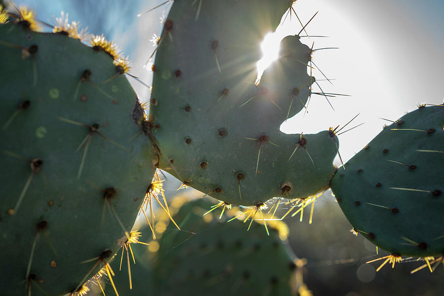 Texas Cacti #4 Photograph by Ryan Heffron