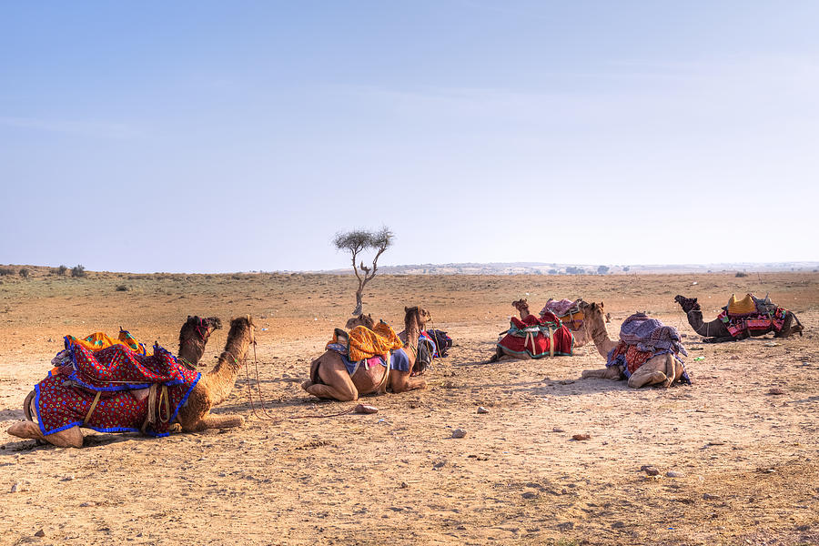 Thar Desert - India #4 Photograph by Joana Kruse