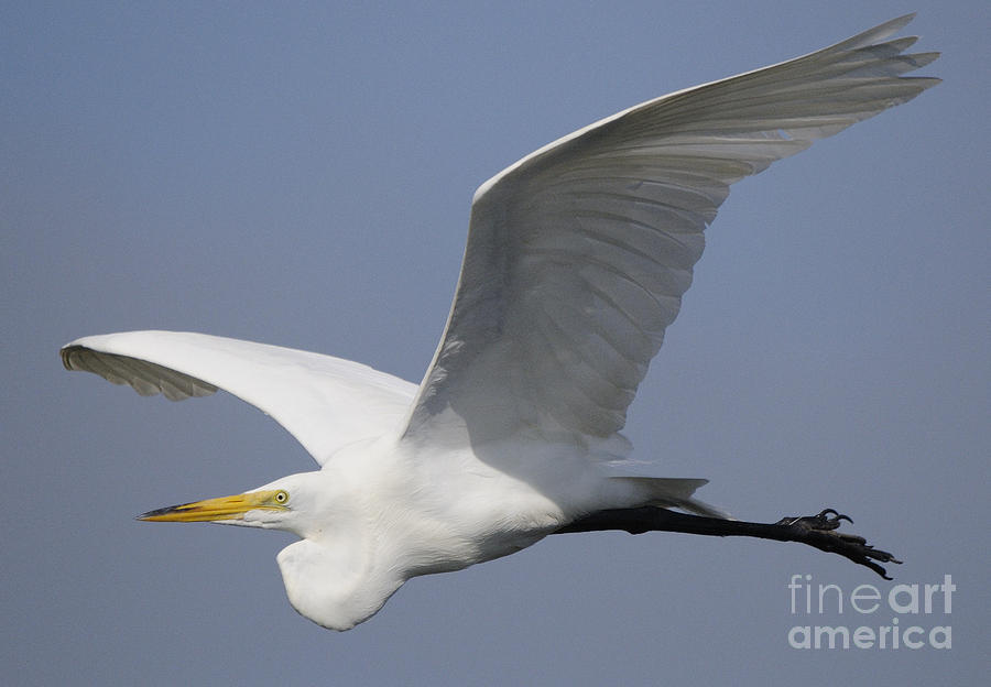The Egret #4 Photograph by Marc Bittan