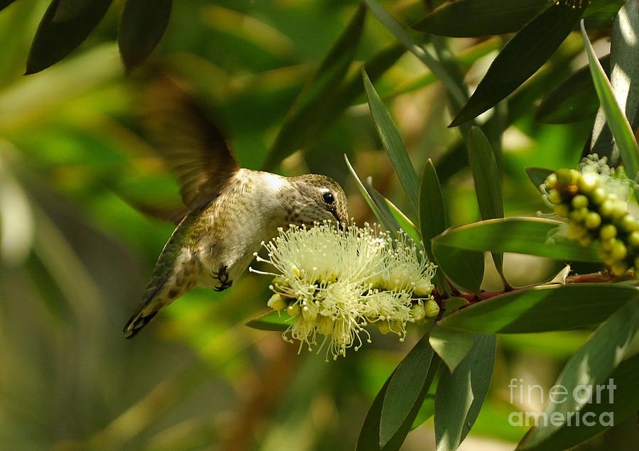 The Hummingbird #4 Photograph by Marc Bittan