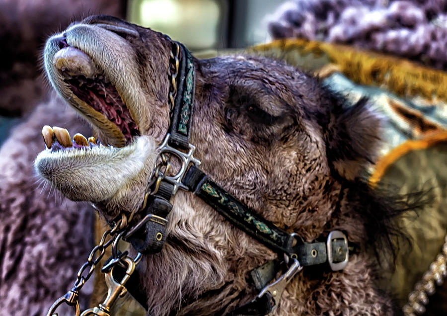 Three King Day Parade El Museo del Barrio 1_6_17 Camel #4 Photograph by Robert Ullmann