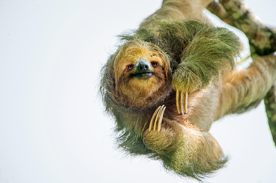 Nature Photograph - Three-toed Sloth Bradypus Tridactylus #4 by Panoramic Images