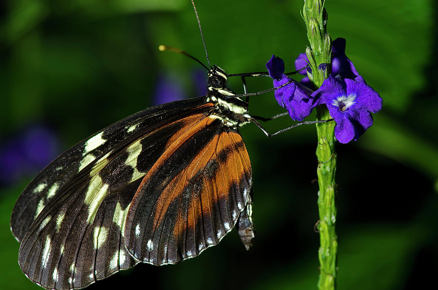 Tiger Longwing Butterfly #4 Photograph by JT Lewis
