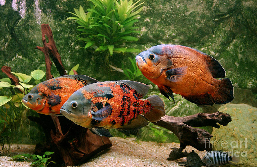 Tiger Oscar Fish Astronotus Ocellatus #4 Photograph by Gerard Lacz