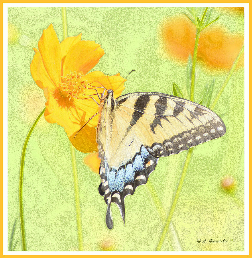 Tiger Swallowtail Butterfly on Cosmos Flower #4 Digital Art by A Macarthur Gurmankin