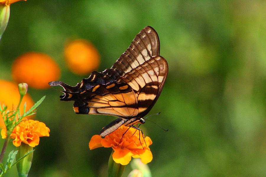 Tigertail Photograph by Kathryn Meyer - Fine Art America