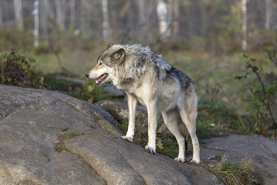 Timber wolf #4 Photograph by Josef Pittner