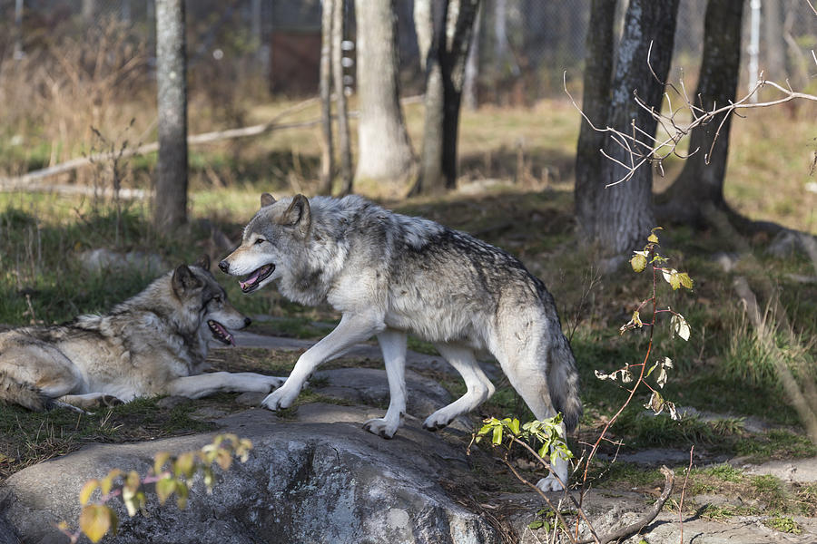 Timber Wolves #4 Photograph by Josef Pittner