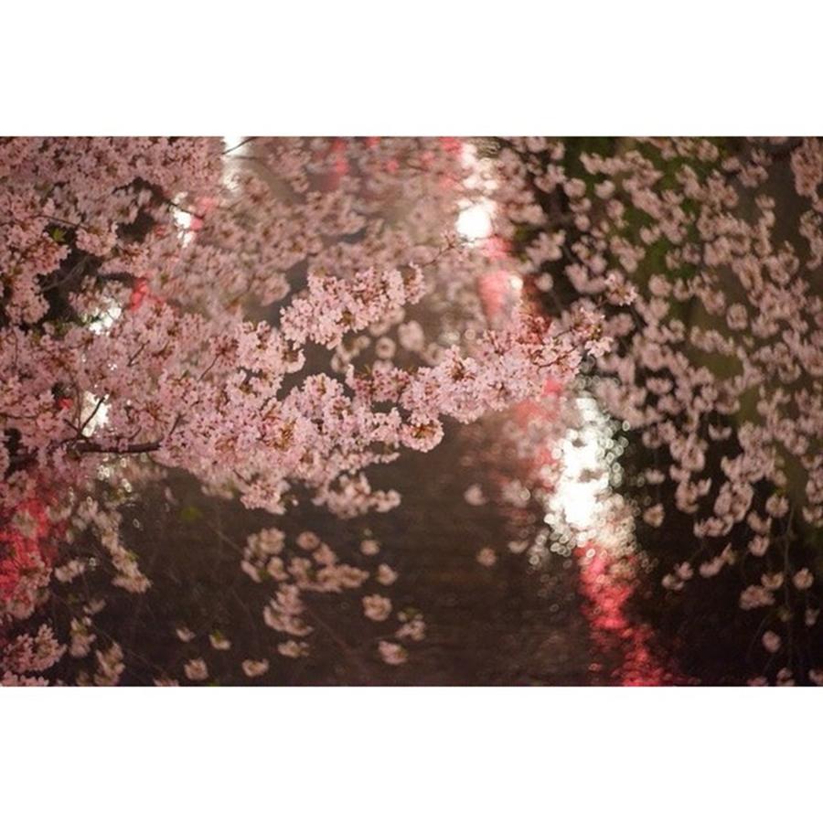 Spring Photograph - Todays Cherry Blossoms
#l4l #love #4 by Yuka Uemura
