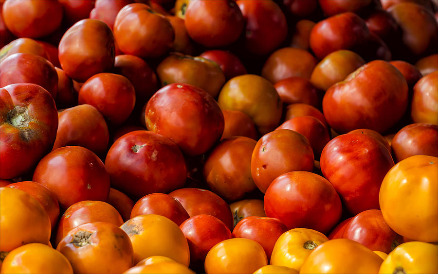 Tomatoes #4 Photograph by Robert Ullmann