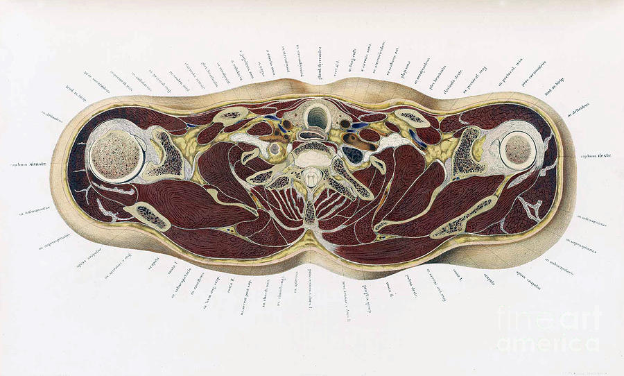 Topographisch-anatomischer, Braune, 1872 #4 Photograph by Science Source