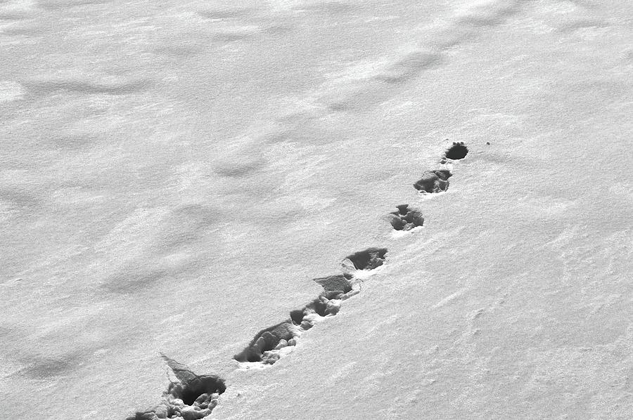 Tracks In The Snow  #4 Photograph by Lyle Crump