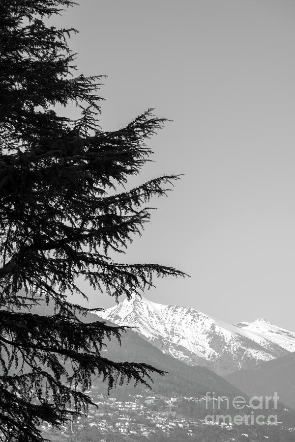 Tree and Mountain #4 Photograph by Mats Silvan