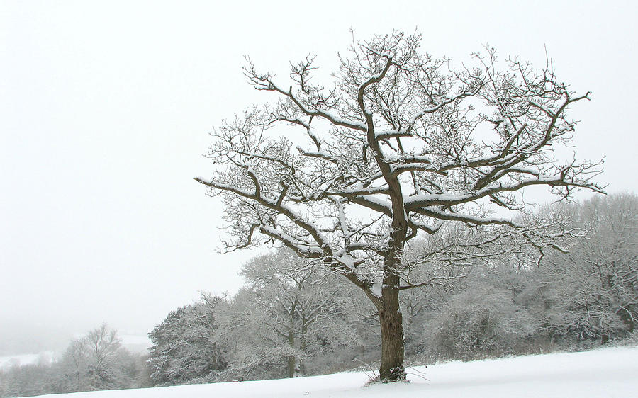 Winter Digital Art - Tree #4 by Maye Loeser