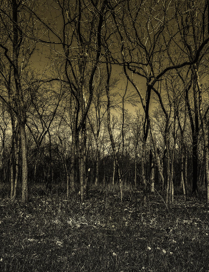Trees #4 Photograph by Peter Lakomy