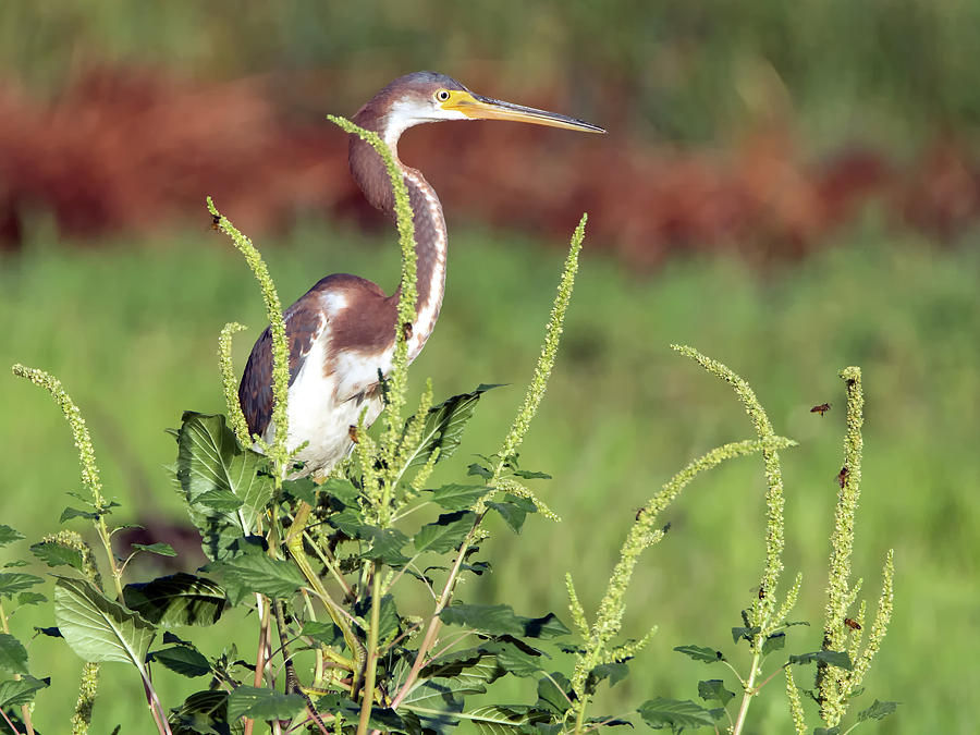 Tricolored Heron #4 Photograph by Tam Ryan