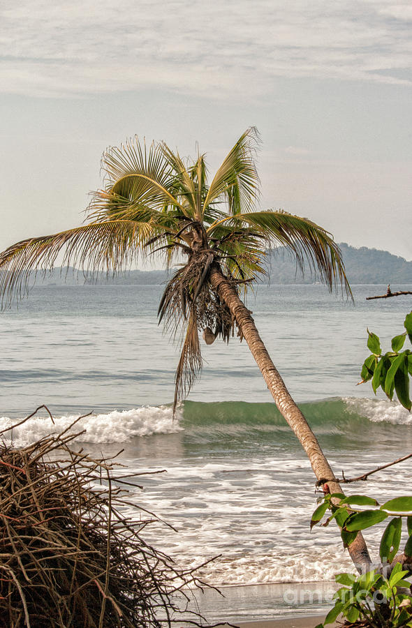 Tropical beach with palm in Costa Rica Photograph by Patricia Hofmeester