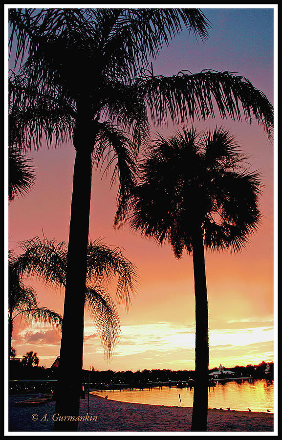 Tropical Beach Sunset with Palm Tree Silhouettes #4 Photograph by A Macarthur Gurmankin