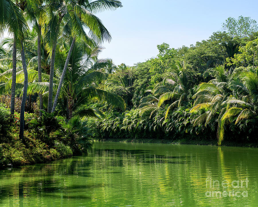 Tropical Jungle - Mexico Photograph by Yefim Bam - Fine Art America