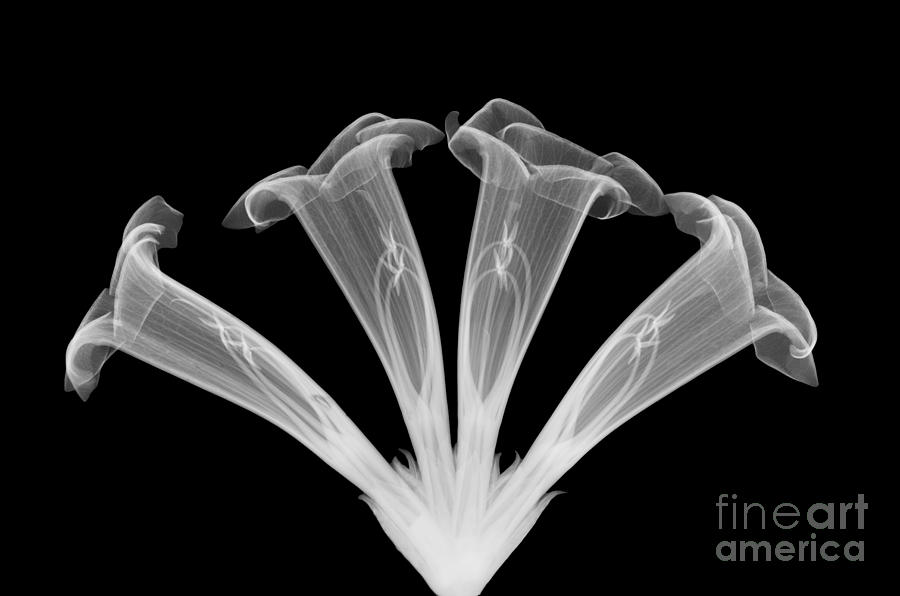 Nature Photograph - Trumpet Vine, X-ray #3 by Ted Kinsman