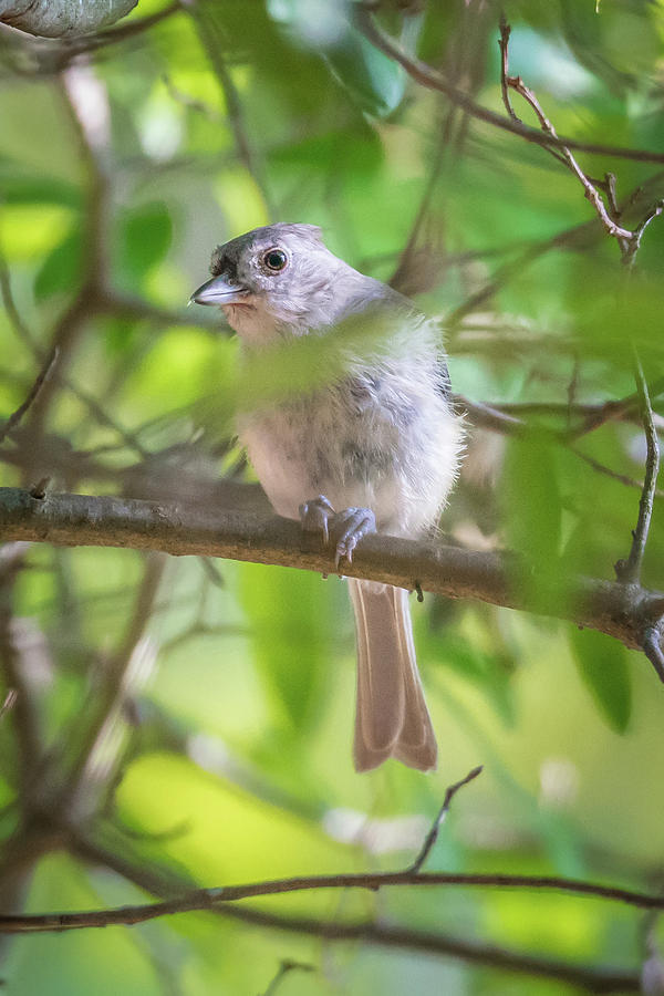 Tufted Titmouse In The Wilds Of South Carolina #4 Photograph by Alex Grichenko