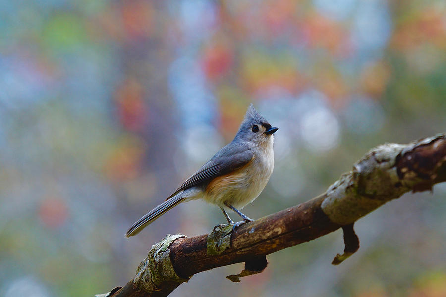 Tufted Titmouse #4 Photograph by Robert L Jackson