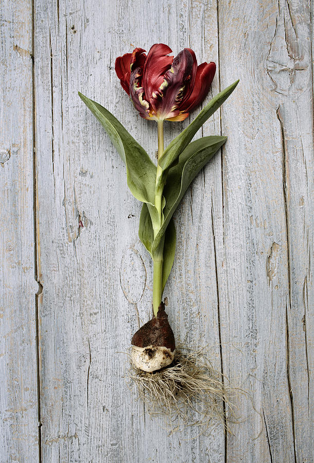 Onion Photograph - Tulip #4 by Nailia Schwarz