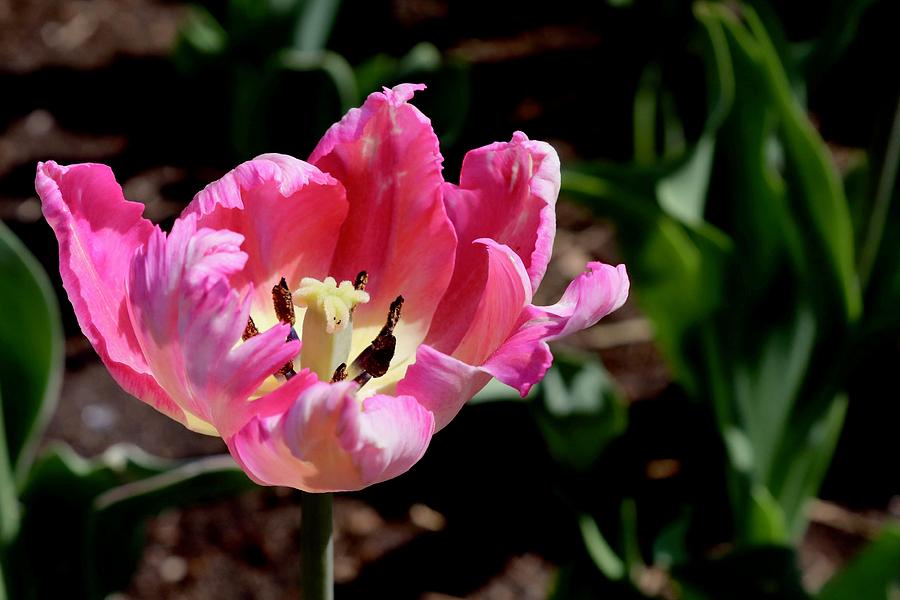 Tulip #4 Photograph by Sarah Lilja