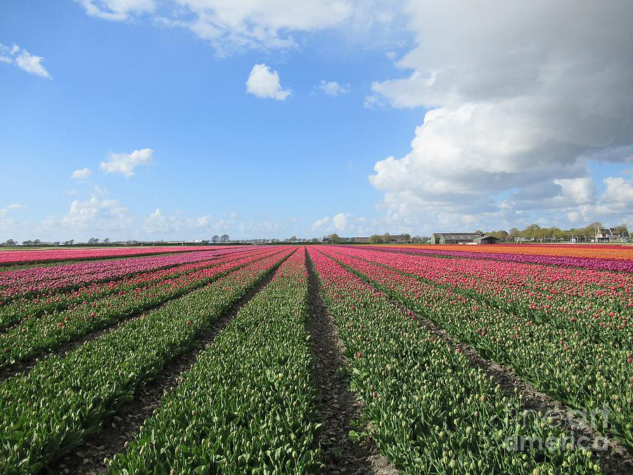 Tulips in Warmenhuizen #5 Photograph by Chani Demuijlder