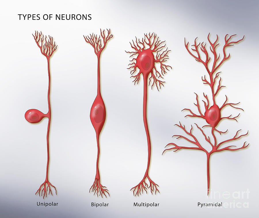 4 Types Of Neurons, Illustration Photograph by Monica Schroeder
