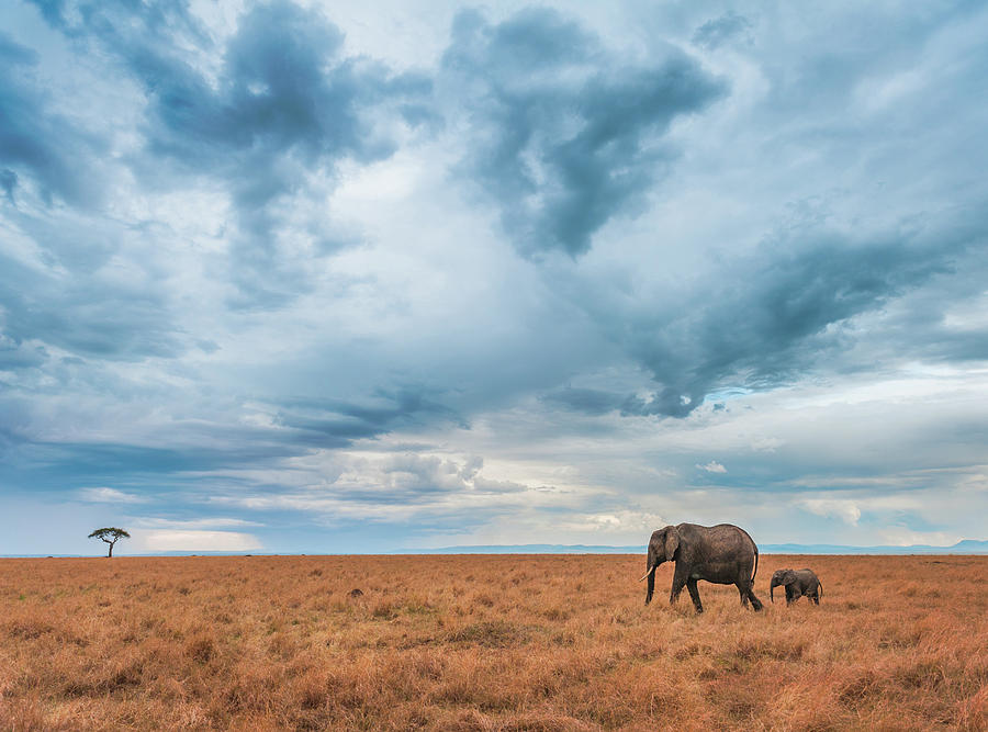 Elephant Photograph - Untitled #4 by Cory Dewald