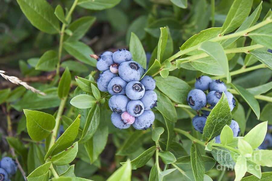 Vaccinium Corymbosum Photograph By D R - Fine Art America