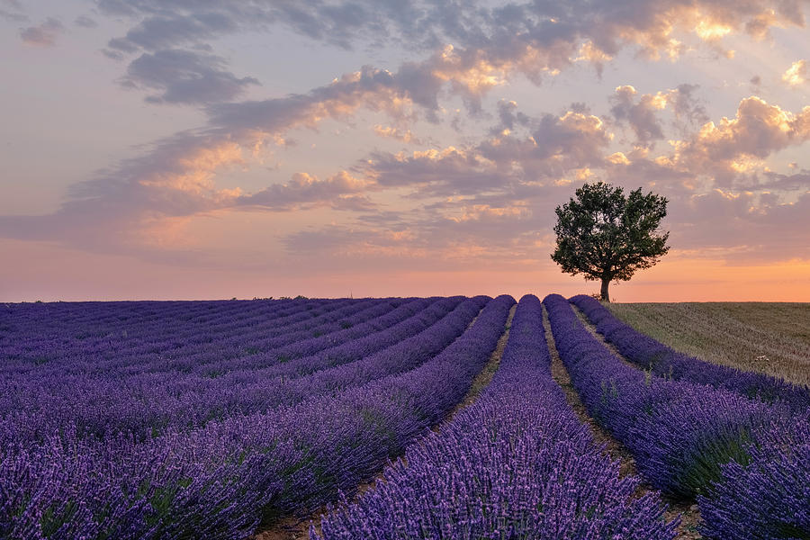 Valensole - Provence, France #4 Photograph by Joana Kruse