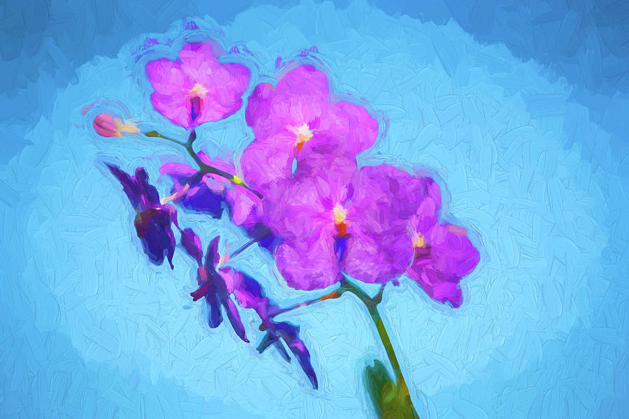 Vanda Orchids Pachara Delight #4 Photograph by Rich Franco