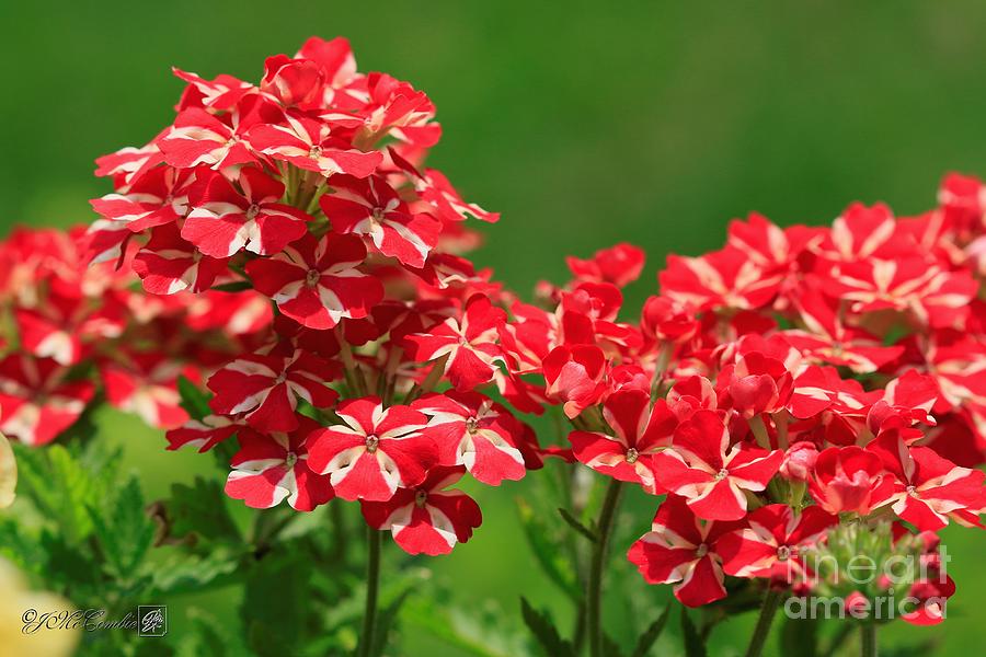 Verbena named Voodoo Red Star #3 Photograph by J McCombie