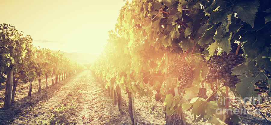 Vineyard in Tuscany, Italy. Wine farm at sunset. Vintage #4 Photograph by Michal Bednarek