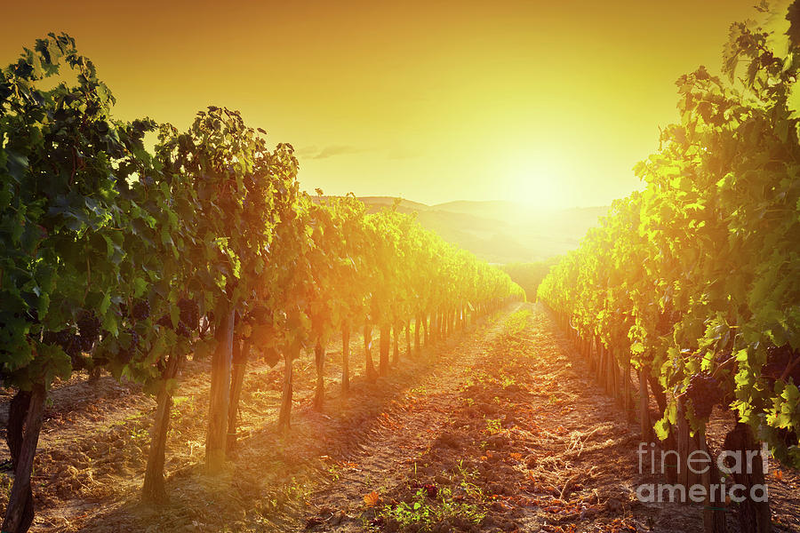 Vineyard landscape in Tuscany, Italy. Wine farm at sunset #4 Photograph by Michal Bednarek