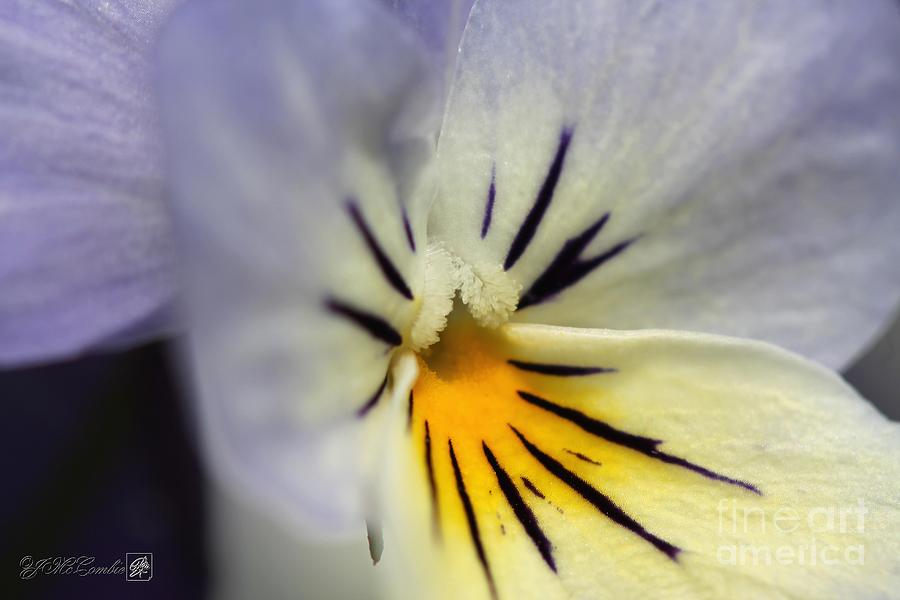 Viola named Sorbet Blueberry Cream #5 Photograph by J McCombie