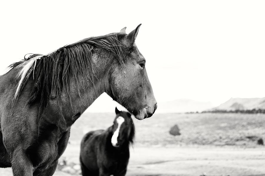 Virginia Range Mustangs #4 Photograph by Maria Jansson