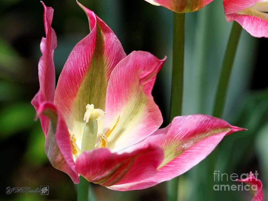 Viridiflora Tulip named Virichic #5 Photograph by J McCombie