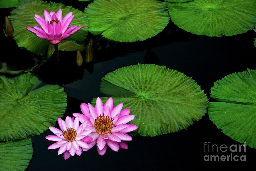 Water Lilies and Lily pads #4 Photograph by Amy Cicconi
